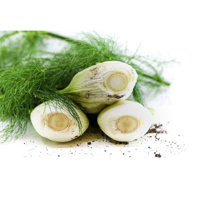 Fenchel (Bio)