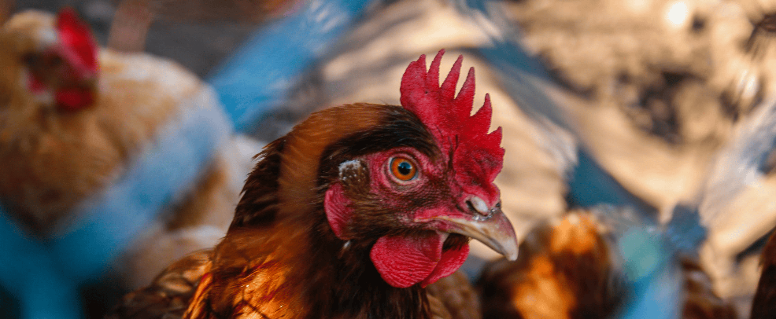 Eier (4) aus dem Oberwallis – Bild 5