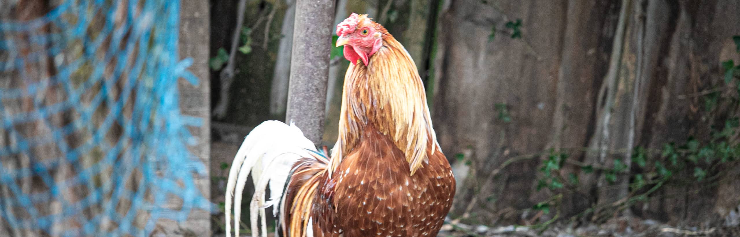 Eier (4) aus dem Oberwallis – Bild 3