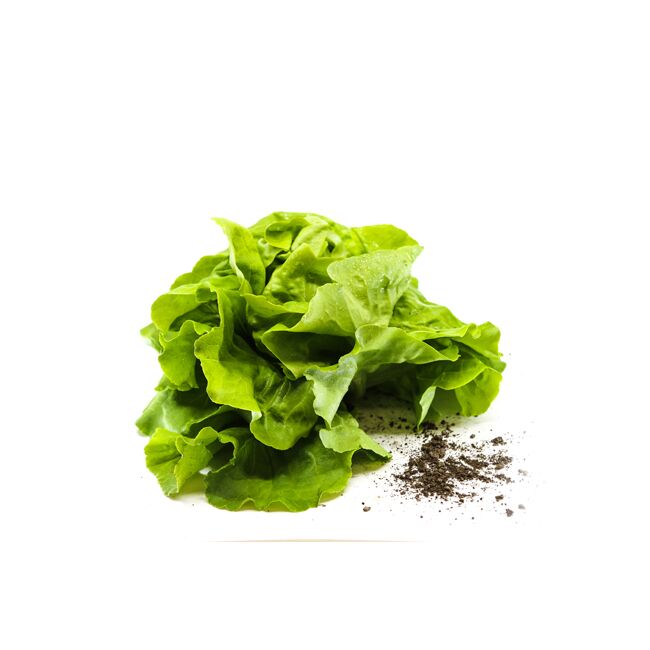 Salat (Bio)