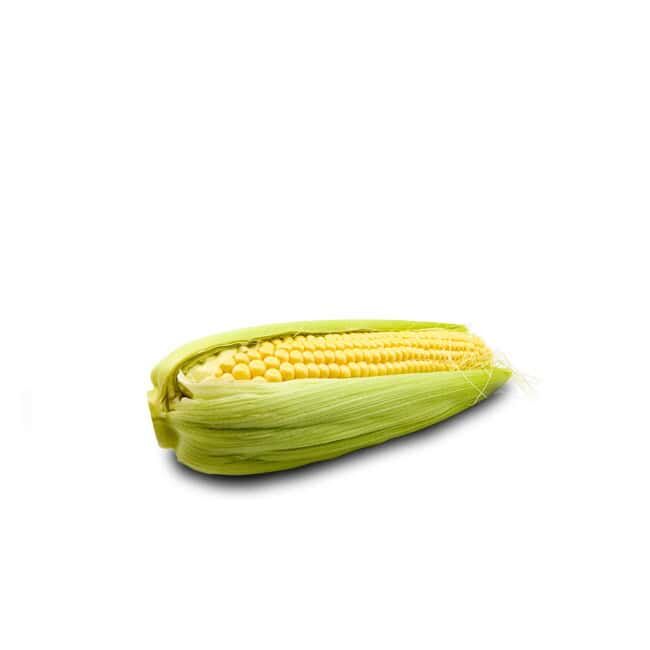 Maiskolben (Bio)